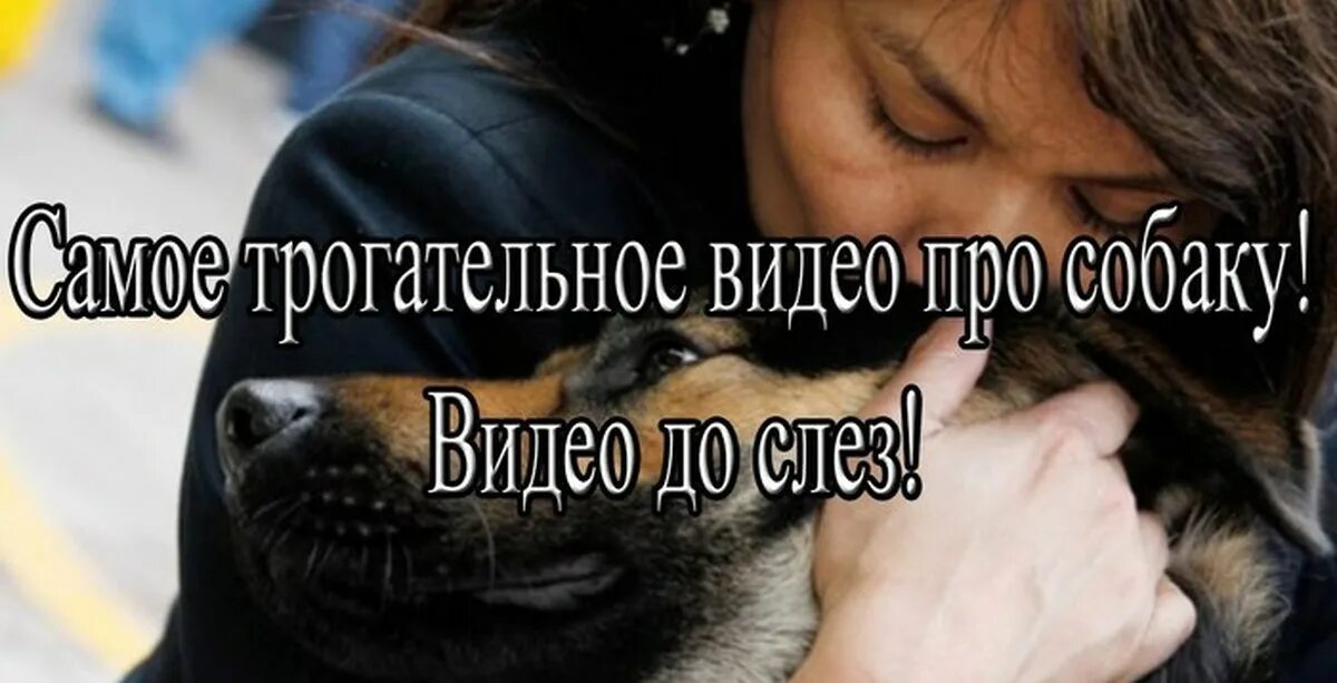 Душераздирающее видео. Грустные истории про собак до слез. грустное видео про собаку. трогательное видео. ролики до слез трогательные.