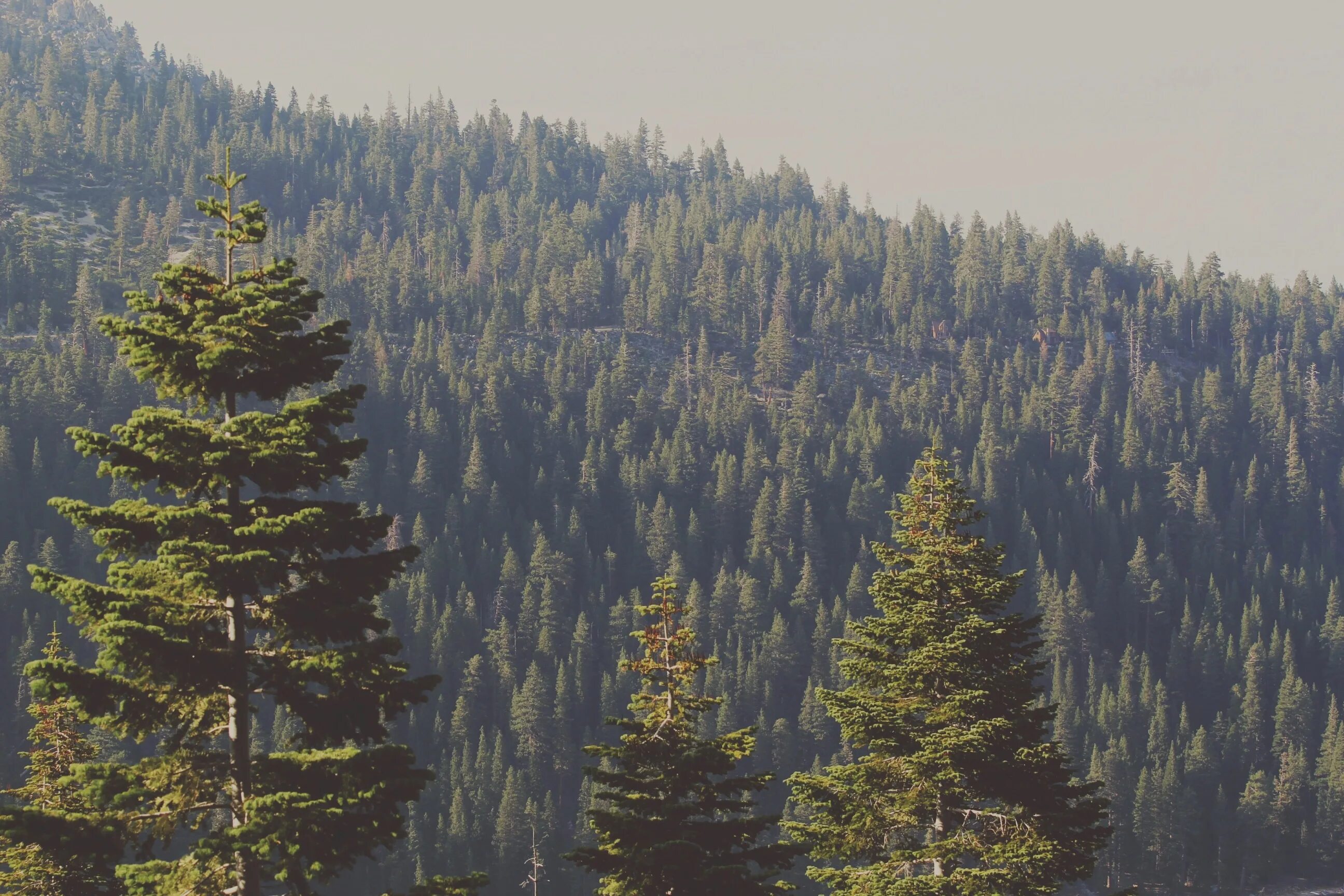 Снять хвойный. Светлый хвойный лес. Осенний Пихтовый лес. Красная ель Forestry. Хвойный лес фото большие closeup.