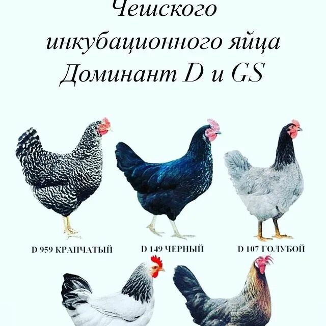 доминант d301. несет ли яйца курица наседка. мастер грей голошеймкуры. наблюдение за курицей наседкой. доминант 959 крапчатый.