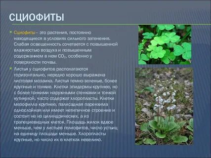 Сциофиты примеры