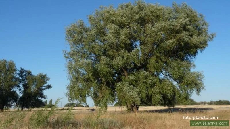 Погода волгоградская чернышковский х попов. Хутор морской Чернышковский район. Хутор морской Волгоградская область Чернышковский. Чернышковский район природа. Х морской Чернышковский район.