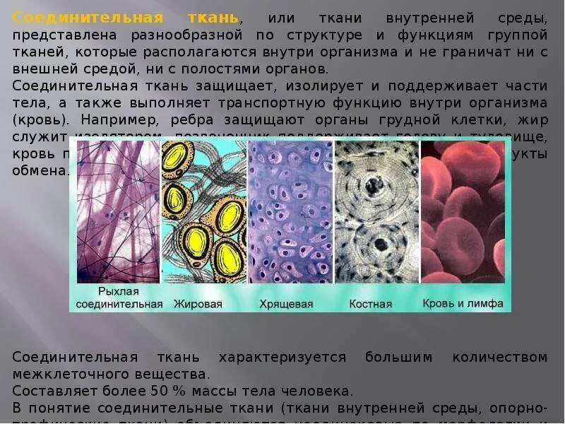 Ткани человека. Строение тканей человека. Ткани человека презентация. Соединительная ткань человека.