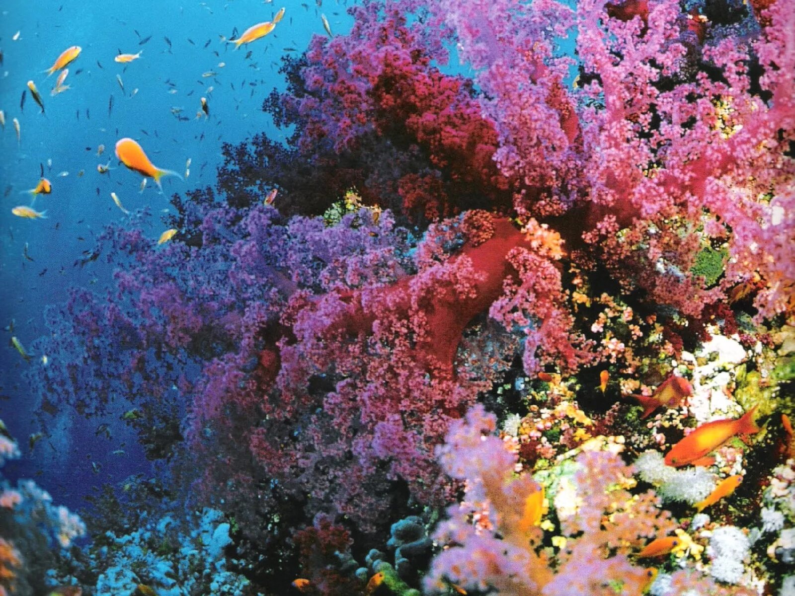 Great barrier reef corals. Большой Барьерный риф Австралия. Большой Барьерный риф кораллы. Коралловый риф в Австралии. Рифы арка.