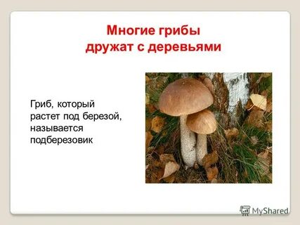 Дополни текст многие грибы дружат с деревьями
