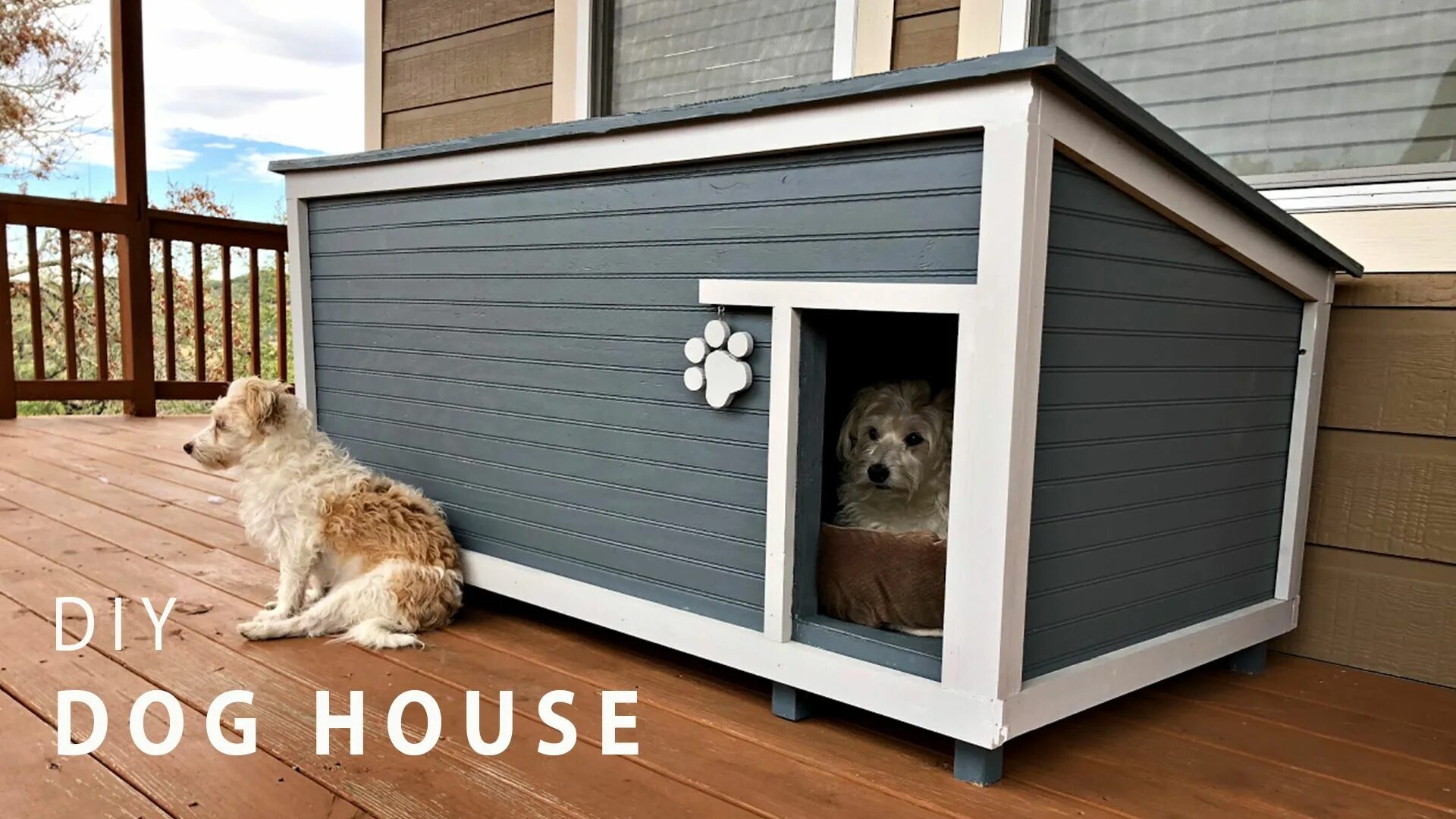 Дог хаус дайс демо dog houses info. Животные на фасадах. Фасадные псы. Dog House x5000. The Dog House for people.