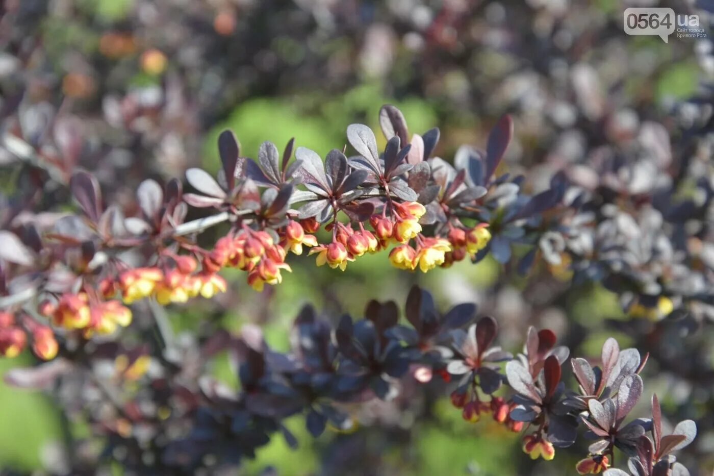 барбарис обыкновенный lutea. барбарис продолговатый berberis oblonga. кизил садовый. барбарис листики. ).