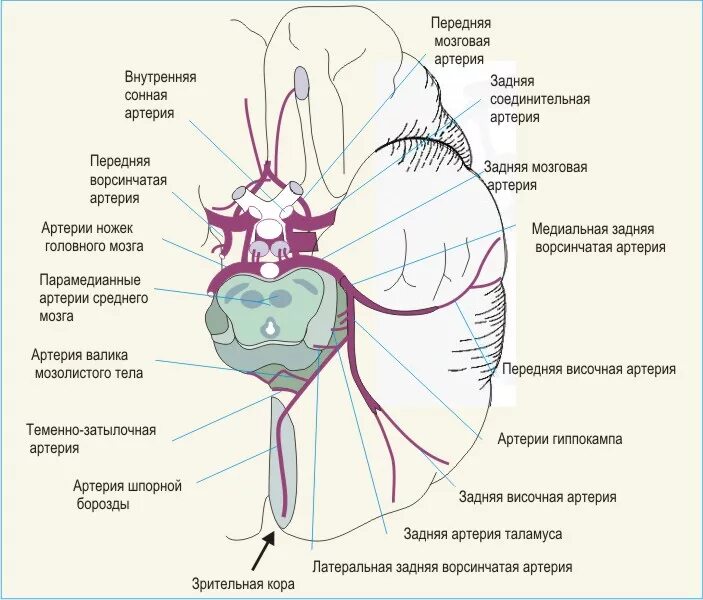 Задняя мозговая артерия кровоснабжает. Кровоснабжение средней мозговой артерии. Кровоснабжение мозга передняя мозговая артерия. Задняя мозговая артерия анатомия.