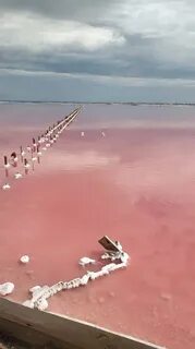 Почему озеро сасык сиваш розового