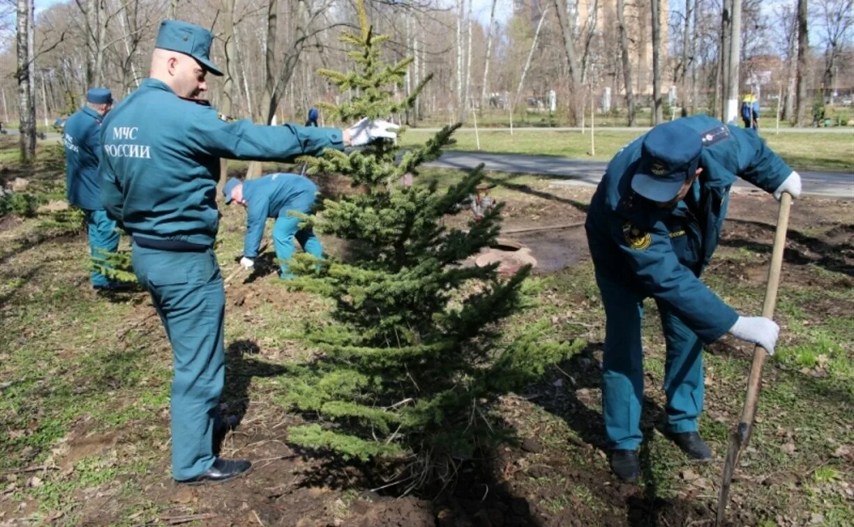 Дерево спасатель