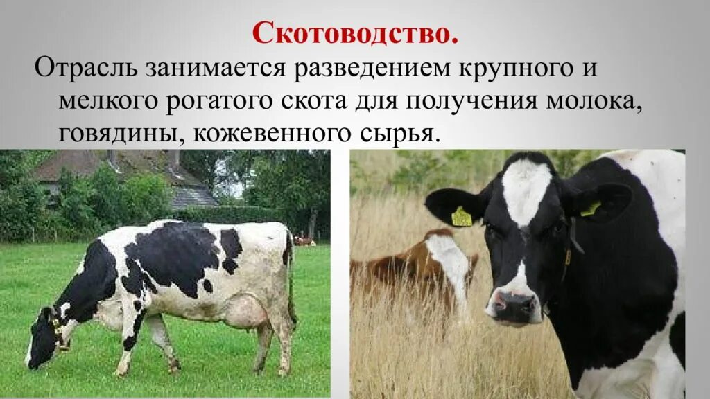 Крупный рогатый скот сообщение. Разведение крупного рогатого скота. разведение крупного и мелкого скота. разведение мелкого рогатого скота. крупный рогатый скот и мелкий рогатый скот.