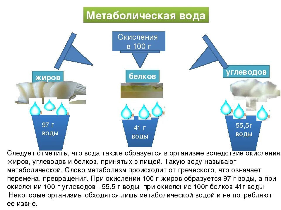 Сахар и вода в организме. Метаболическая вода. Эндогенная метаболическая вода. Участие воды в метаболизме. Метаболическая функция воды.