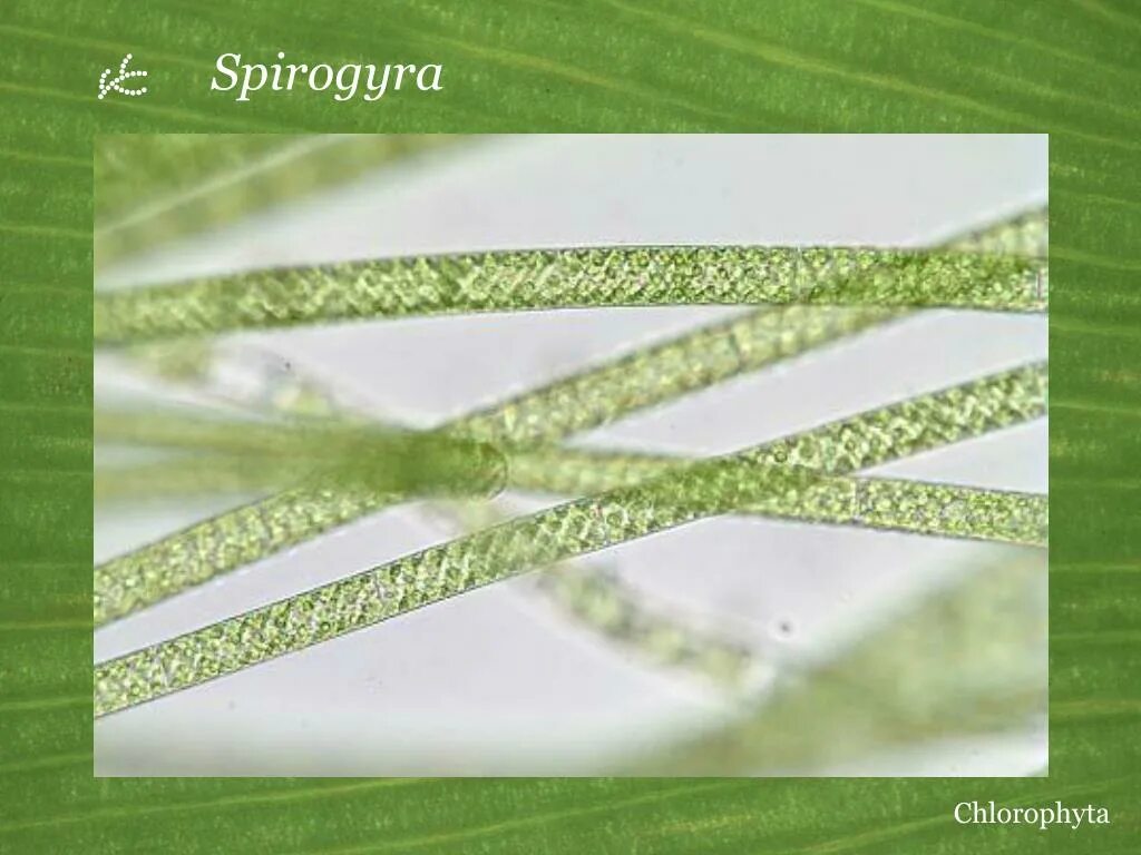 Нитчатые водоросли спирогира. Spirogyra SP. Сфагнум спирогира пшеницы. Спирогира под микроскопом. Спирогира в микроскопе.