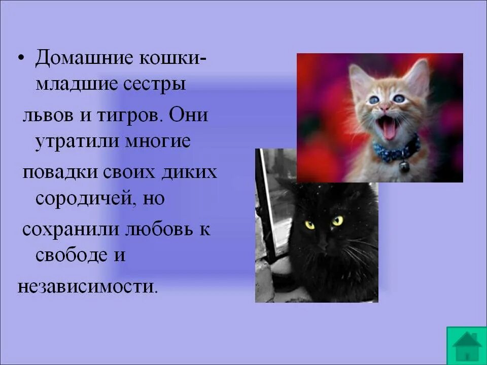 Что такое повадки животных. Образ жизни кошек. Повадки домашних животных кошек. Интересные привычки котят. Кошки их повадки поведение.