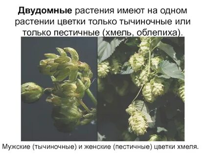 Мужской и женский цветок растение