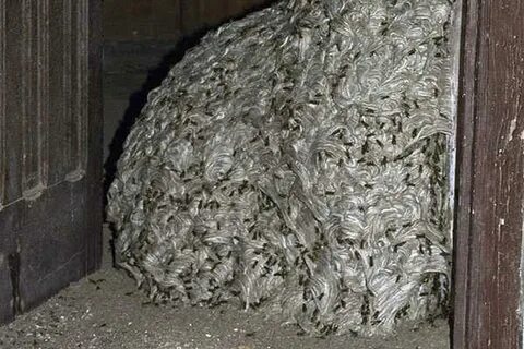 Рассказ не семейка а осиное гнездо