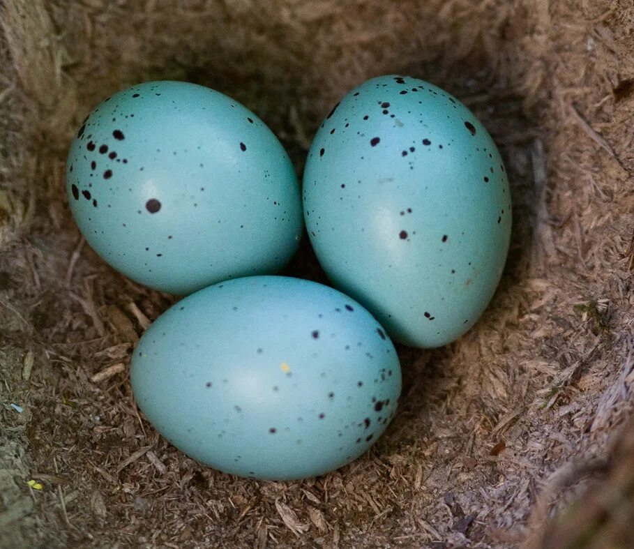 Какого цвета яйца птиц. Яйца певчего дрозда. Голубые яйца дрозда. Голубые яйца в крапинку. Яйца птиц.