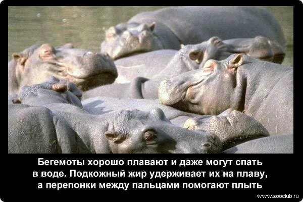 Факты о бегемотах. Бегемот кайфует. Факты о бегемотах. Факты о бегемотах. Интересные факты о бегемотах.