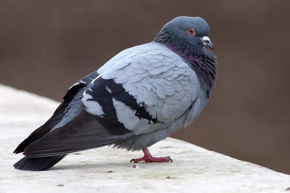 Голубь обыкновенный. Сизый голубь. Columba Livia. Сизый голубь голуби. Columba Livia (Rock Pigeon).