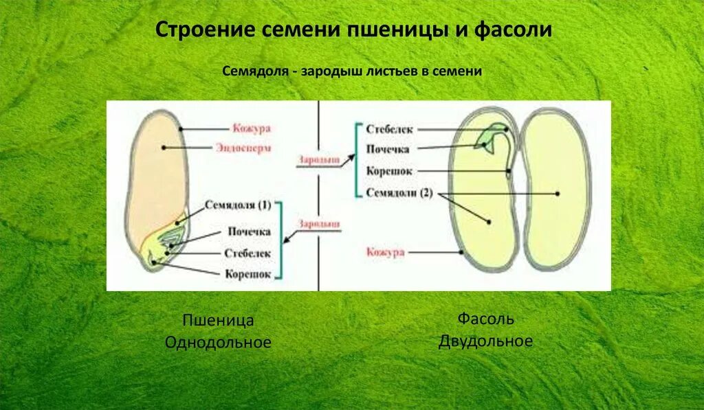 Состав семени фасоли в сформированном зародыше. Строение семядоли пшеницы. Строение семени фасоли и пшеницы. Строение семени покрытосеменных растений. Строение зародыша семян фасоли и пшеницы.