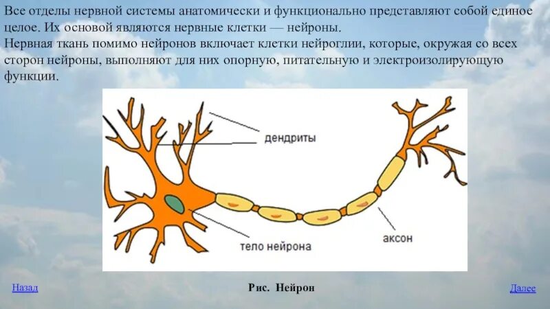 Нервная ткань состоит из ответ. Взаимоотношения нейронов и нейроглии. Функции нейроглии. Отделы нервной клетки. Кольцевое взаимодействие нейронов.