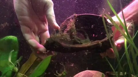 Как избавиться от водорослей