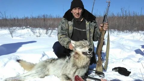 Отношение волчатника к диким животным