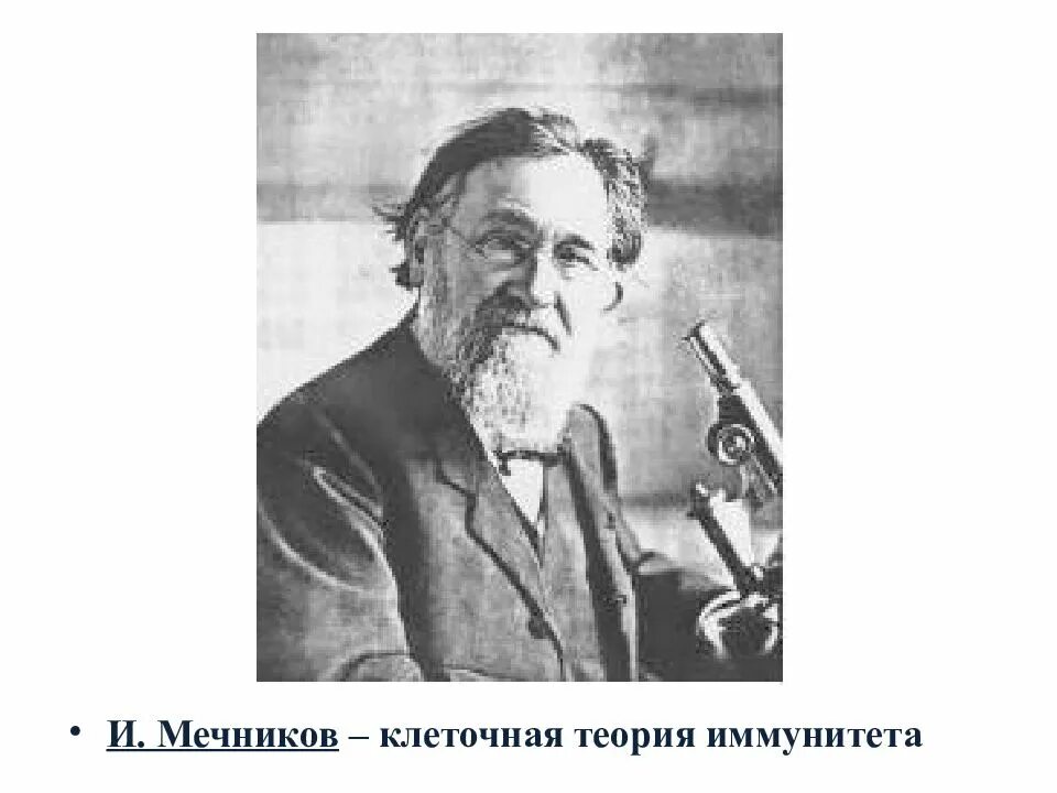 Мечников и эрлих. Теория иммунитета мечникова. мечников теория. мечников клеточная теория иммунитета. илья мечников клеточная теория иммунитета.