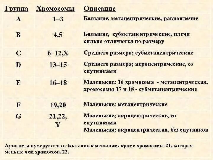 Классификация хромосом субметацентрические. Характеристика и классификация хромосом. Мелкие акроцентрические хромосомы в кариотипе. Характеристика хромосом человека. Что значит д группа