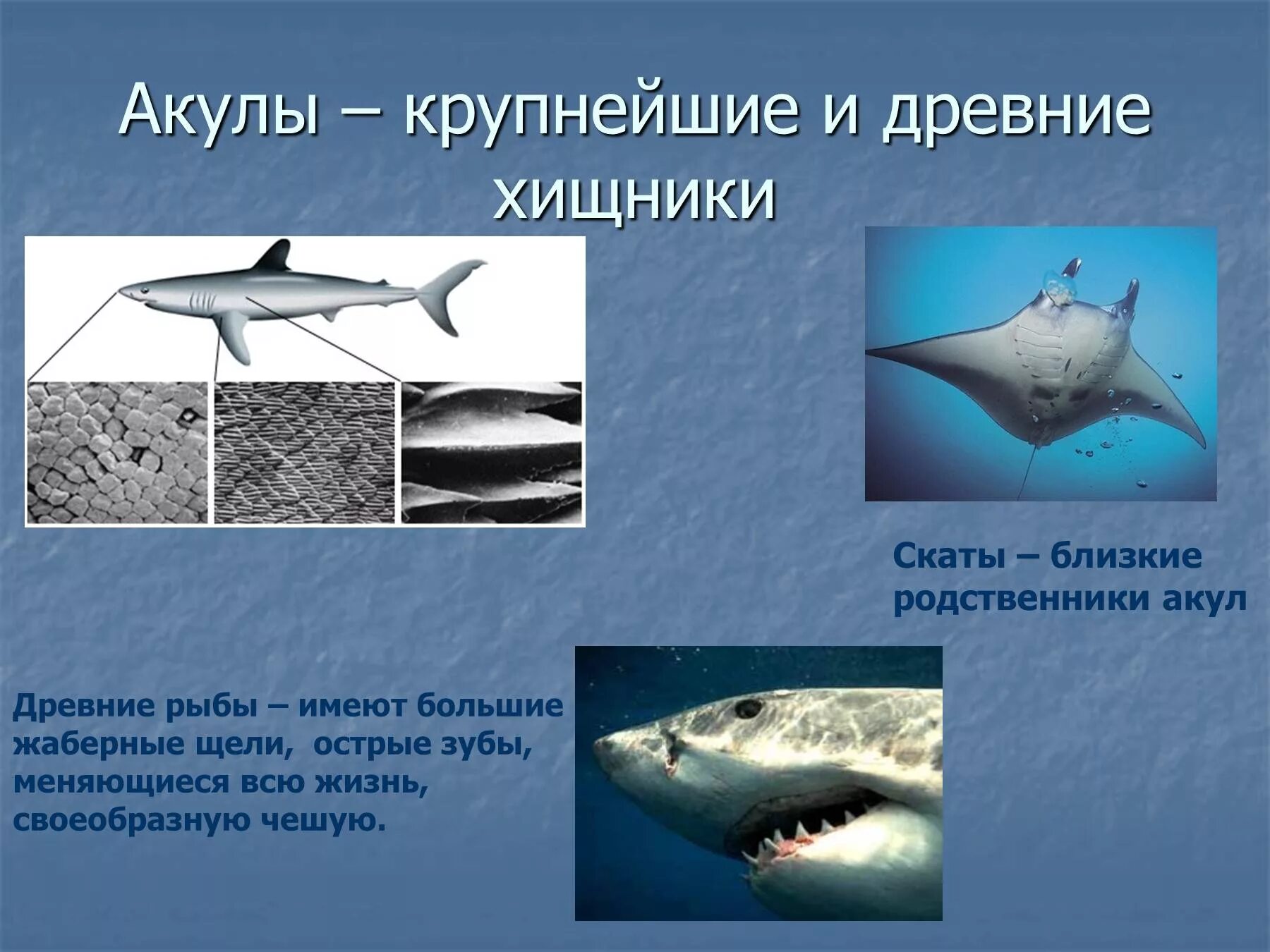 Сообщение жизнь в океане 6 класс. Акулы презентация. Презентация на тему акулы. Доклад про акулу. Акула в океане сообщение.