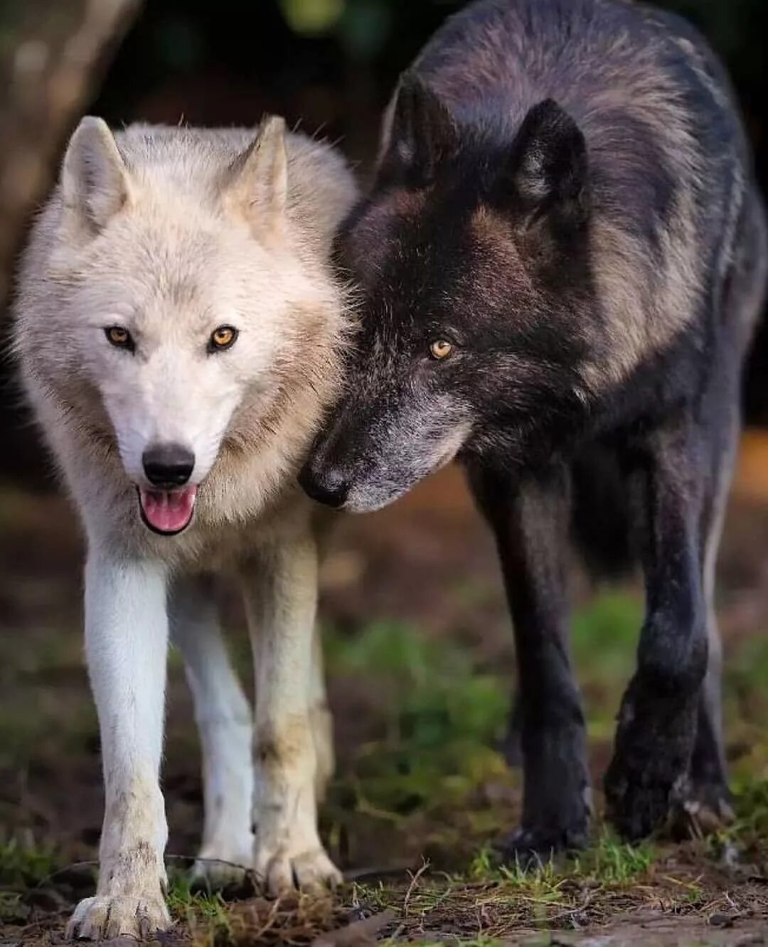 Виды воков. Волкособ альбинос. Тундровый волк с волчатами. Волкособ черный.