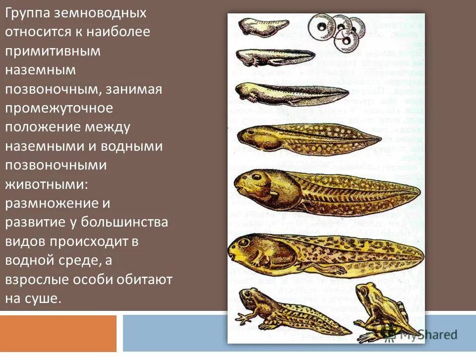 Сравните особенности размножения и развития позвоночных животных. Группы земноводных. Позвоночные земноводные. Позвоночные животные земноводные. Группа животных земноводные.