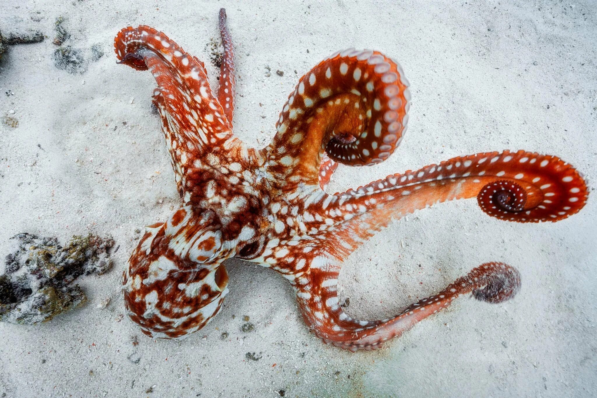 Осьминог в природе. Синекольчольчатый осьминог. Осьминог mimic Octopus. Осьминог Дофлейна гигантский. Головоногие моллюски осьминог Синекольчатый.