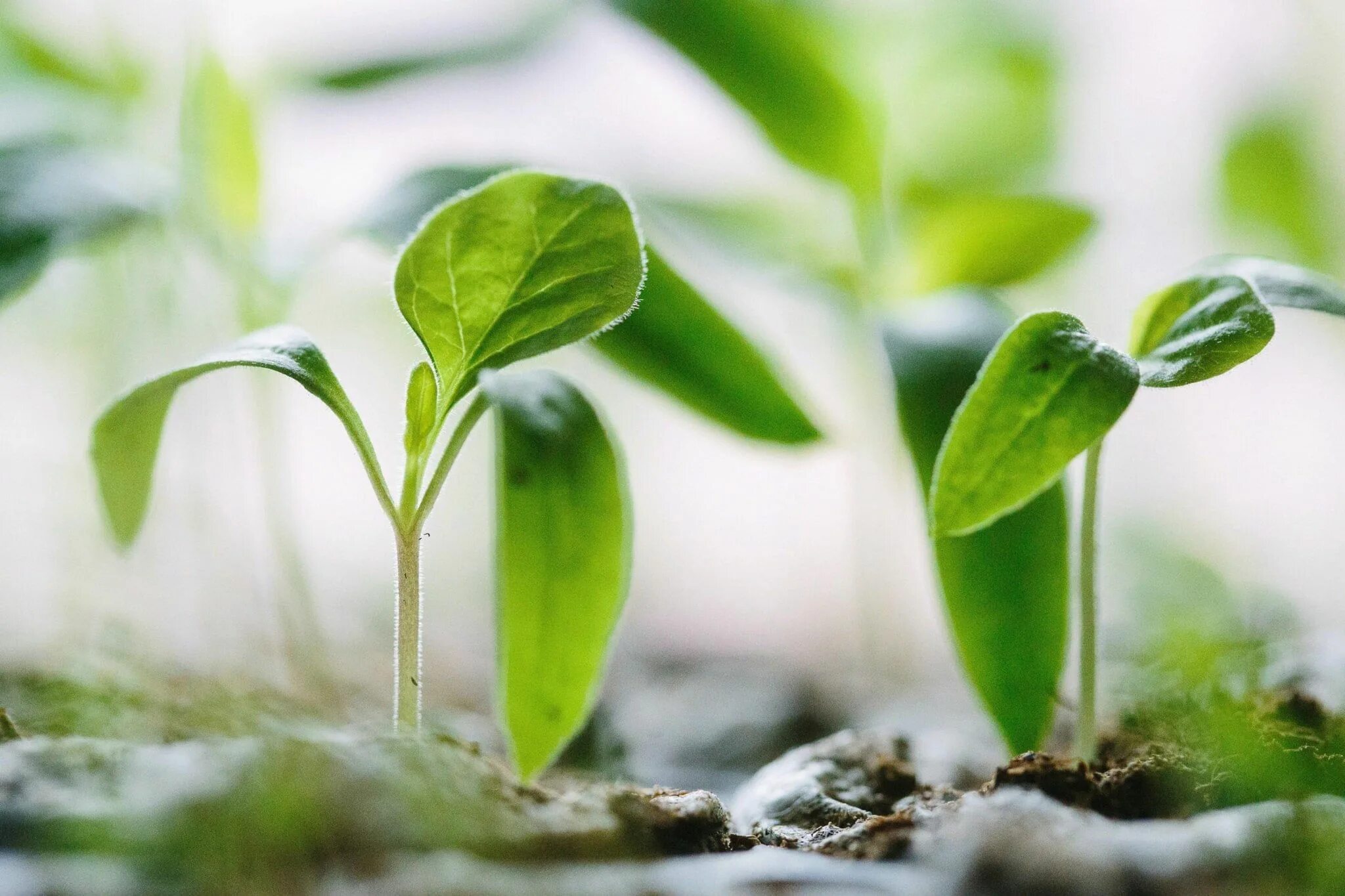 Рассада. Всходы растений. Let s plant. Росток из земли. Рассада png.