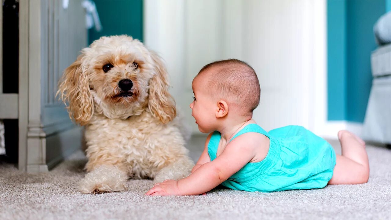 Дети и животные на ковре. Собачка на детских пузырях. A child saves a Dog. Babies and Pets. Baby pet