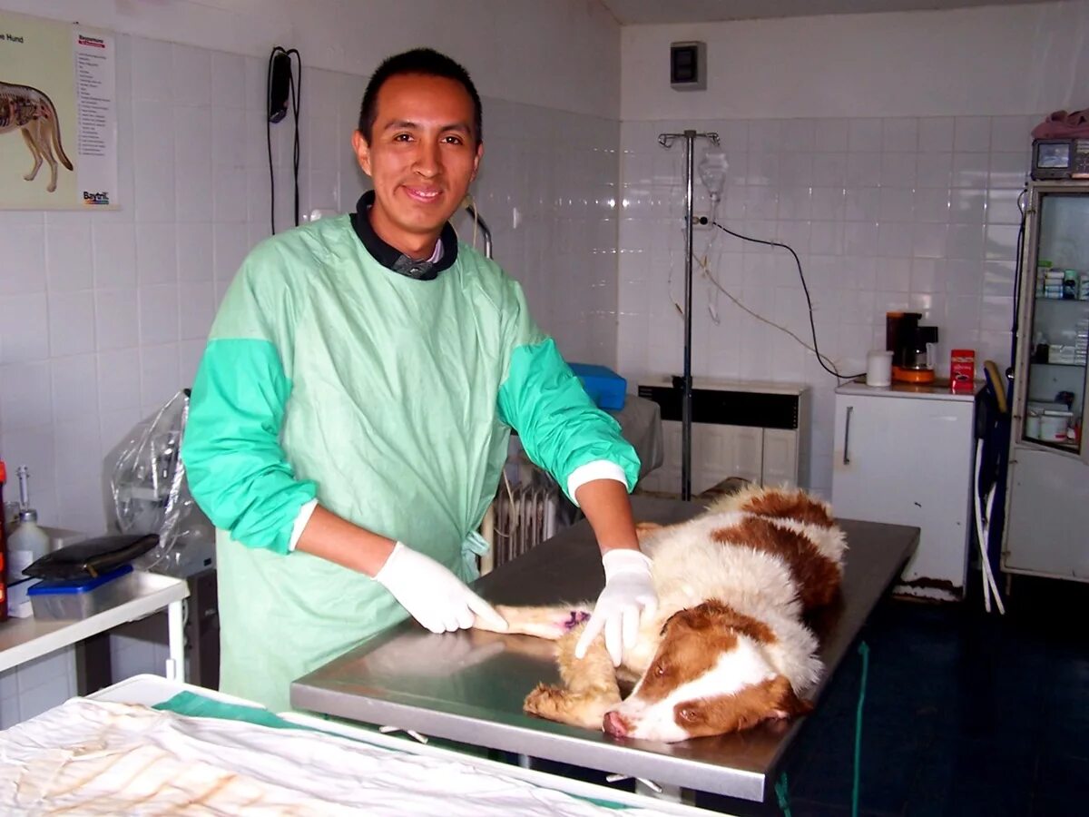 Турецкий ветеринар Тугай. Врач кастрировать
