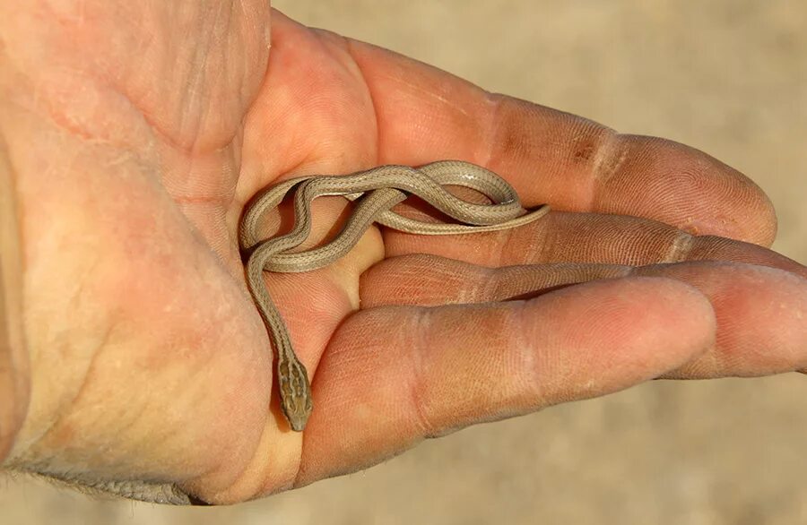 Змей казахстана. Стрела-змея (Psammophis lineolatus). Змея стрелка в Казахстане. Змея стрела Кавказская. Змея стрела в Казахстане.