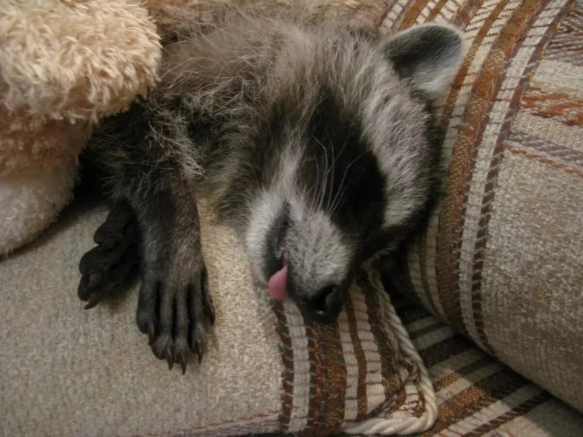 Енот полоскун спящий. Спящий енот. Спящий енот. Сонный енот. Спящий енотик.