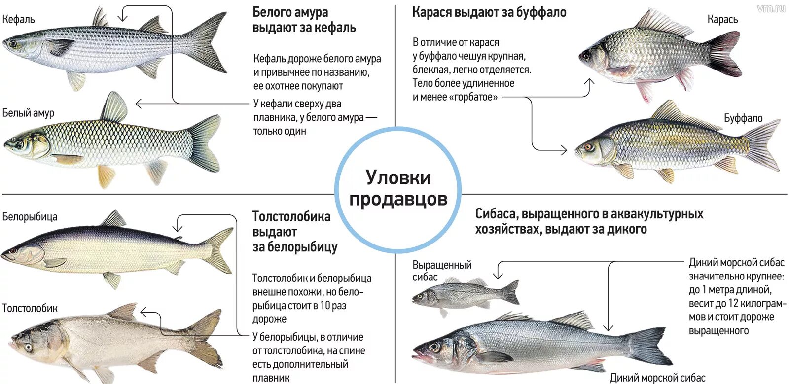 Чем отличается белый от черного. Виды рыб. Виды пресноводных рыб. Как различать виды рыб. Методы фальсификации рыбы.