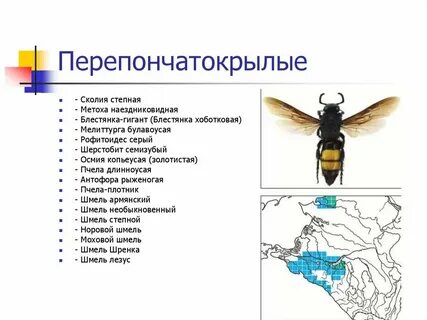 Перепончатокрылые насекомые характеристика