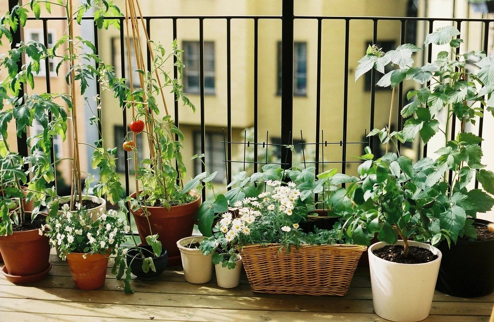 Balcony gardening. Огород на балконе. Растения на балконе. Комнатные растения на балконе. Горшечные цветы на балконе.