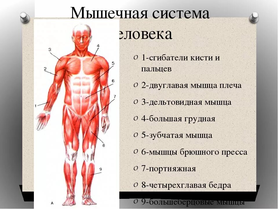 Мышцы орган человека