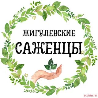 Жигулевский саженец