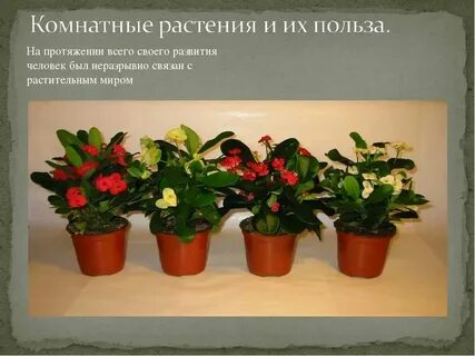 Каталог комнатных цветов с фото