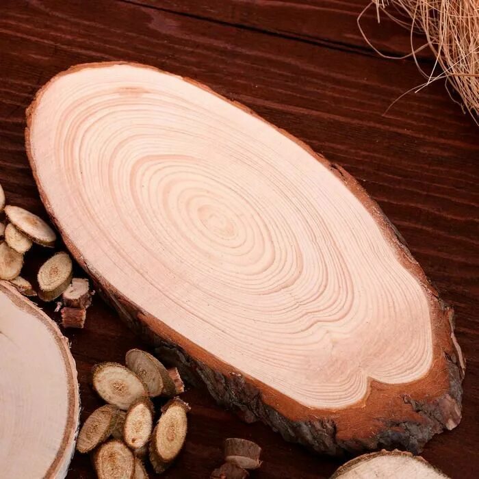 Поперечный срез аскариды микроскоп. Круглый срез дерева. Поперечный срез кольчатого червя схема. Срез дерева. Поперечный срез самки аскариды.