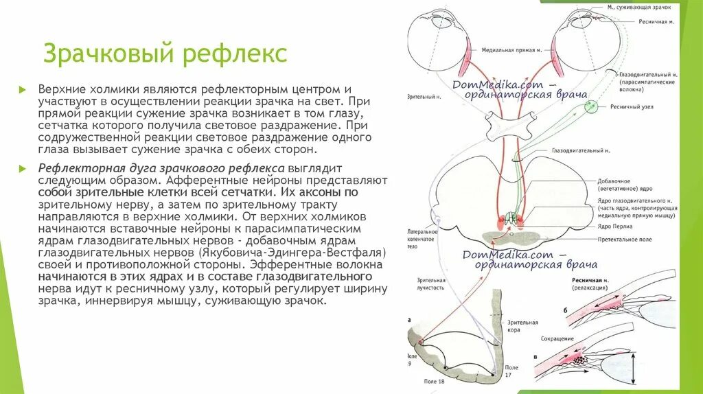 Иннервация и рефлексы. Рефлекторная дуга зрачкового рефлекса. Схема рефлекторной дуги зрачкового рефлекса. Дуга зрачкового рефлекса схема. Схема дуги зрачкового рефлекса на свет.