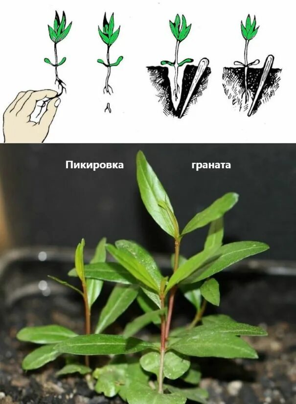 Пикировка и прищипывание. Пикировка петунии. Пикировка рододендрона.