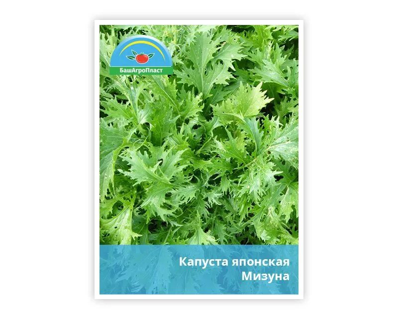 Капуста японская Мизуна (Семко) - купить, заказать в магазине Натуралист