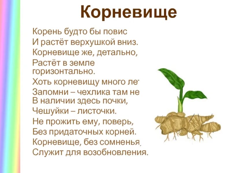 Верхушечный рост корня. Корень растет верхушкой. Корни нарастают. Корень растет в вниз. Горизонтальное корневище.