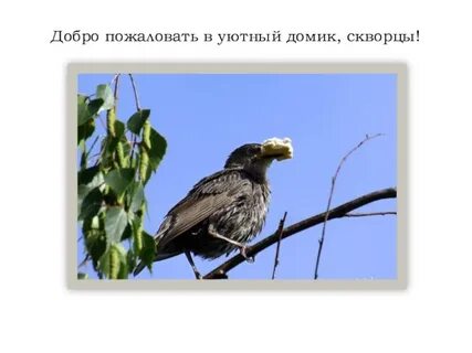Птицей товарищем