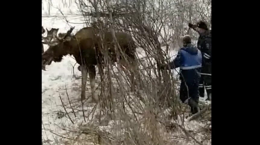 Спасение лося из болота.